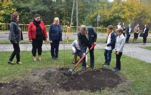 Drzewa na Stulecie Niepodległości (15)